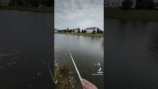 Pb crappie crappie crappiefishing bass bassfishing largemouthbass [upl. by Ayota]