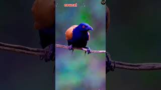 Coucal Call birds cutebirds wildbirds coucal birdcall ytshorts youtube [upl. by Nnainot580]