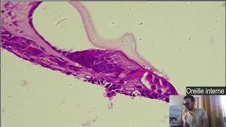 Histologie  Loreille interne Cochlée et Organe de Corti [upl. by Maclean855]