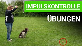 🐕🐶 Impulskontrolle beim Hund ➡️ Hund Impulskontrolle Übungen ➡️ Praxisvideo 🐕✔️ [upl. by Braeunig387]