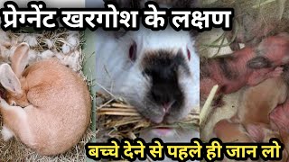 कैसे जाने मादा खरगोश प्रेग्नेंट है या नहींFemale Rabbit Pregnant Hai kaise Pata karen [upl. by Jilleen]