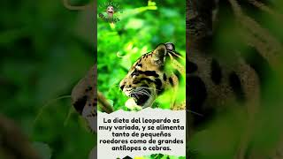 🐆 Los LEOPARDOS  Curiosidades de los leopardos [upl. by Anauqed]