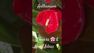 Anthurium Flowers 🌸 amp More Ideas 💡 [upl. by Anirbac]