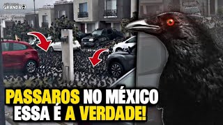 PÁSSAROS NO MÉXICO  ESSA É A VERDADE [upl. by Ettenoj419]