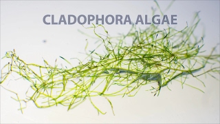 Водоросль кладофора в аквариуме Cladophora algae [upl. by Arrol]