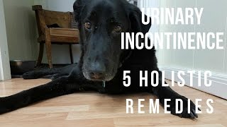 Urinary Incontinence in Dogs 5 Holistic Remedies [upl. by Ellenod928]