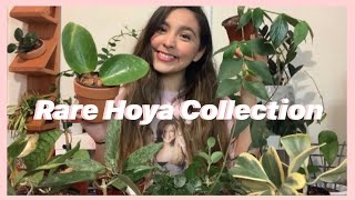 HUGE Rare Hoya Collection  70 Plants [upl. by Ahsilaf]