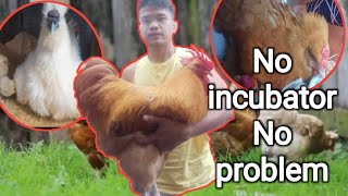 No incubator no problemfree range chicken backyard farming [upl. by Adorne]