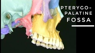 PterygoPalatine fossa  head anatomy [upl. by Idnib721]