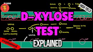 DXYLOSE TEST Explained [upl. by Nofets723]