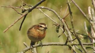 Braunkehlchen würgt Speiballen aus Eifel Sangweiher [upl. by Ceil266]