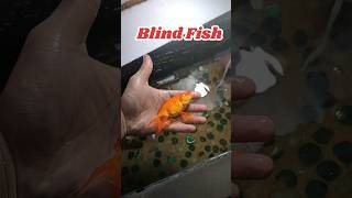 Blind fish🐠🐋🐟  turtle kachua shorts minivlog short [upl. by Akinna]