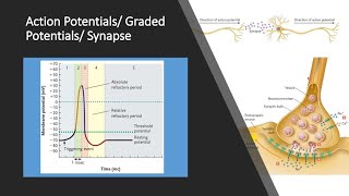 Action Potentials and Graded Potentials [upl. by Alemahs]