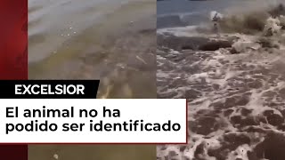 Misteriosa criatura ataca a hombre en kayak en el río Amazonas [upl. by Brotherson]