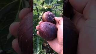 Fig Harvesting Time  Time To Harvest Ripe Fig 😃 shorts youtubeshorts fruit [upl. by Inamik557]