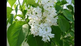 Plantare liliac alb in ghiveci si replantare in gradina [upl. by Arvie]