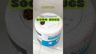 Why I Released 5000 BUGS 🪲shorts plants indoorplants houseplants plantcare spidermites tips [upl. by Oahc]