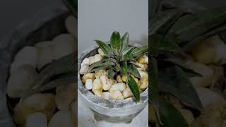 Sansevieria Little Witch hybrid plants houseplants sansevieria indoorplants sansevierialover [upl. by Nimar]