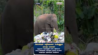 பிளாஸ்டிக் கழிவுகளை உண்ணும் காட்டு யானை  Dinamani [upl. by Rumpf]