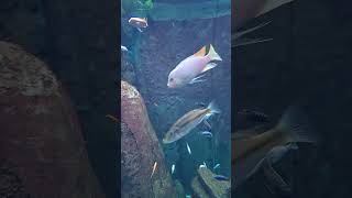 Lake Malawi Cichlids [upl. by Ythomit]