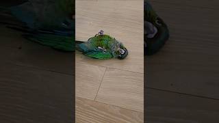 볼때마다 놀라는 아기앵무새행동 A baby parrots behavior that surprises me every time I see it funnyparrot 아기앵무새 [upl. by Halima386]