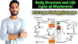 Life cycle of Wuchereria bancrofti  Body Structure and Microfilaria in blood BSc3 year Zoology [upl. by Abrahan19]