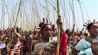 Reed Dance  Zangena Izintombi eSigodlweni eNyokeni  uMkhosi WoMhlanga 2023  Princess Simezwini [upl. by Ahsurej]