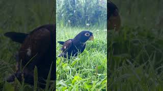 Pionus parrot walking on the grass pionus naturelovers bronzewingedpionus [upl. by Montagu]