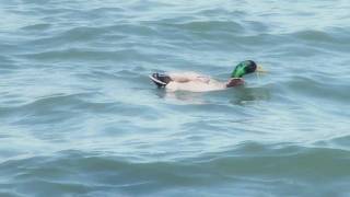 Pure Michigan Lake St Clair [upl. by Poland]