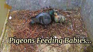 How Birds Giving Food To Their Baby Birds 067  Acron Prime  Birds amp Animals Channel [upl. by Undis133]