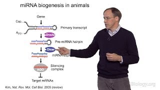 David Bartel Whitehead InstituteMITHHMI Part 1 MicroRNAs Introduction to MicroRNAs [upl. by Corinna]