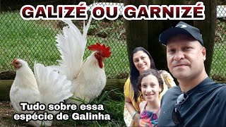 🐓GARNIZÉ OU GALIZÉ🐓 Tudo sobre essa espécie Galinha [upl. by Jenette]