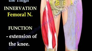 Anatomy Of The Thigh  Everything You Need To Know  Dr Nabil Ebraheim [upl. by Valentia299]