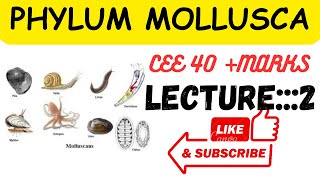 Phylum mollusca lecture2 ceee zoology all lectures [upl. by Nanyt]