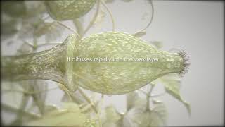 ADEPIDYN™  control on Botrytis cinerea [upl. by Camm914]