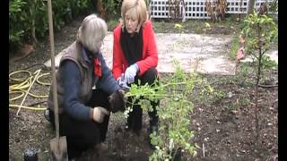 Garden Plant Aquilegia chrysantha  Golden Spur Columbine [upl. by Madoc]