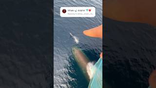 Ship ke sath khelte hue dolphin🐬🛳️😍 explore ship shortvideo dolphins [upl. by Ahsikahs275]