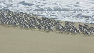 Sanderlings running back and forth with the waves  Half Moon Bay State Beach [upl. by Anived20]