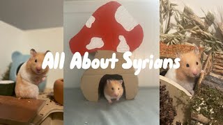 All About Syrians  Facts about syrian hamsters [upl. by Deehsar]