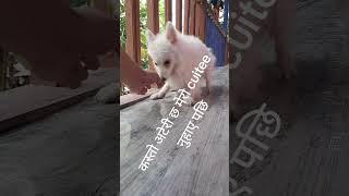 Pet lovers funny comedyshorts comedy comedyvideos shortvideos garima youtubeshorts ytshorts [upl. by Sackey]