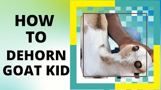 HOW TO DEHORN A BABY GOAT EARLY DISBUDDING  REASONS WHY you should dehorn your goat early [upl. by Don]