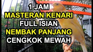 1 JAM MASTERAN KENARI FULL ISIAN TEMBAKAN CENGKOK MEWAH COCOK UNTUK PANCINGAN KENARI YG SUSAH GACOR [upl. by Sutit141]