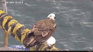 Port Lincoln Osprey 29082024 1606 [upl. by Ahsimot]