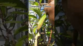 Hygrophila Corymbosa emersed aquraium plants aquascape subscribe [upl. by Etireugram]