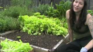 How to grow lettuce [upl. by Housum]