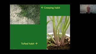 Meadowgrass Poa Identification webinar [upl. by Ahsemad]