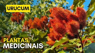 Urucum Uma Planta Incrível do Mato  Curiosidades que Você Precisa Saber 🌱 [upl. by Etyam]