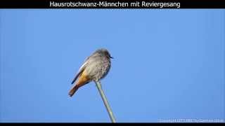 Hausrotschwanz mit Gesang  Black redstart singing  Phoenicurus ochruros 1080p HD [upl. by Nylirehs]