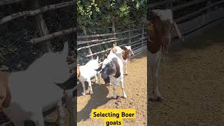 Selecting boer goats for starting goat farming business boergoat goat goatfarming bull cow [upl. by Peper]