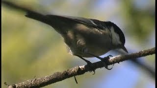 Mésange noire  Coal Tit  Tannenmeise  Parus ater [upl. by Jacobsen]